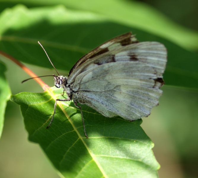 Nymphalidae